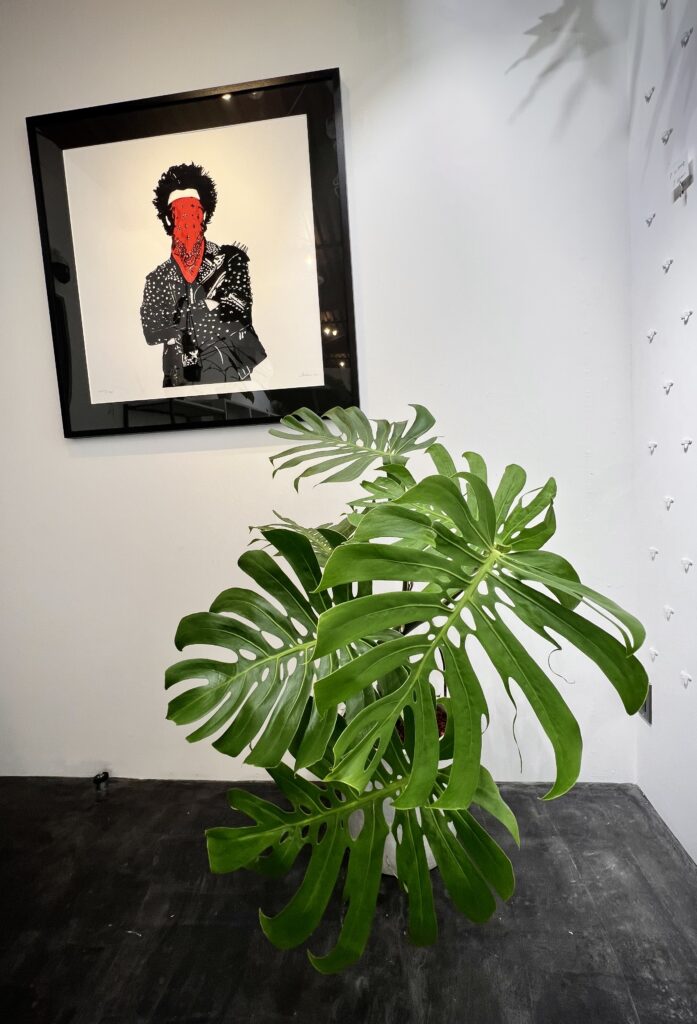 ビカクシダ vandaka plants バンダカ プランツ platycerium GALLERY TOKYO お知らせ ベイチ― ビーチ― ワイルド aroid philodendron anthurium monstera アロイド フィロデンドロン アンスリウム モンステラ コルク 販売 コウモリラン