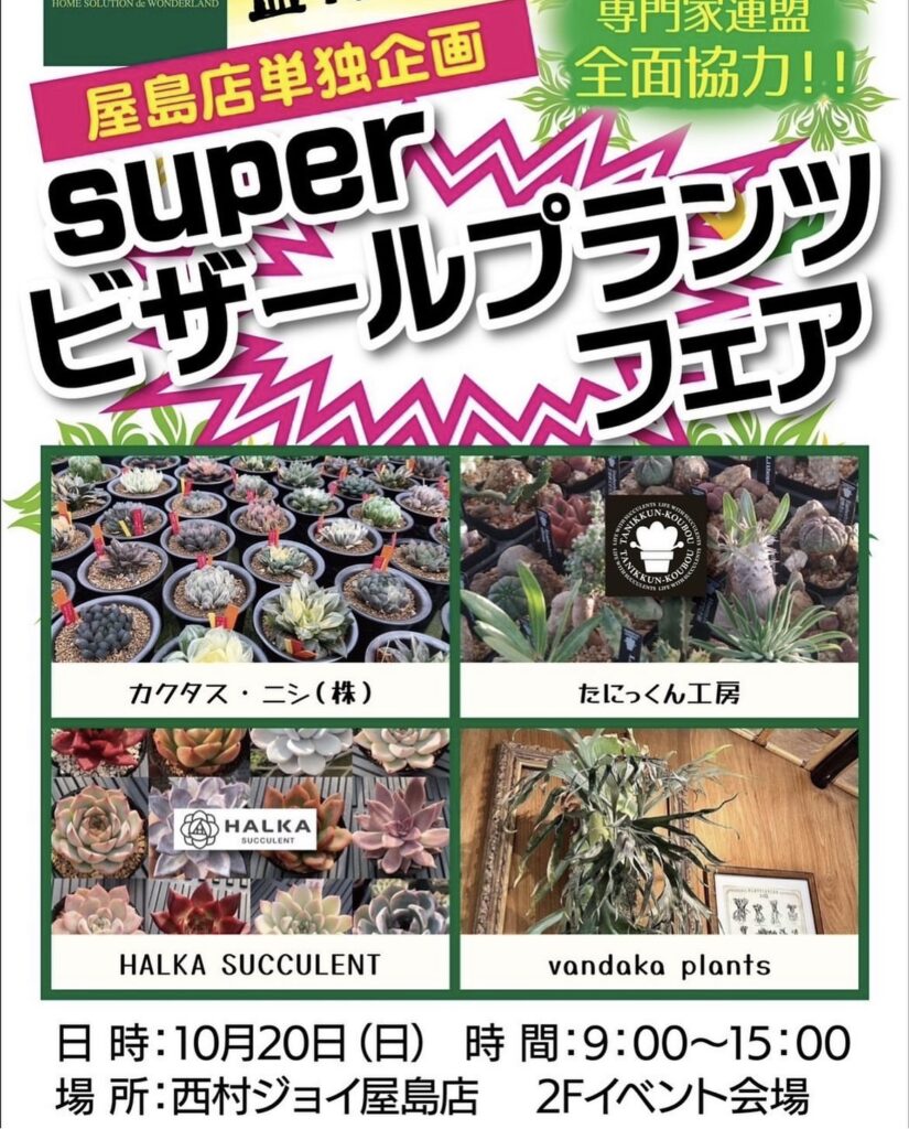 ビカクシダ vandaka plants バンダカ プランツ platycerium 四国 香川 高松 屋島 植物イベント 販売 コウモリラン サボテン カクタス ニシ 多肉植物 succulent cactus ビカク ジョイ ガーデンセンター