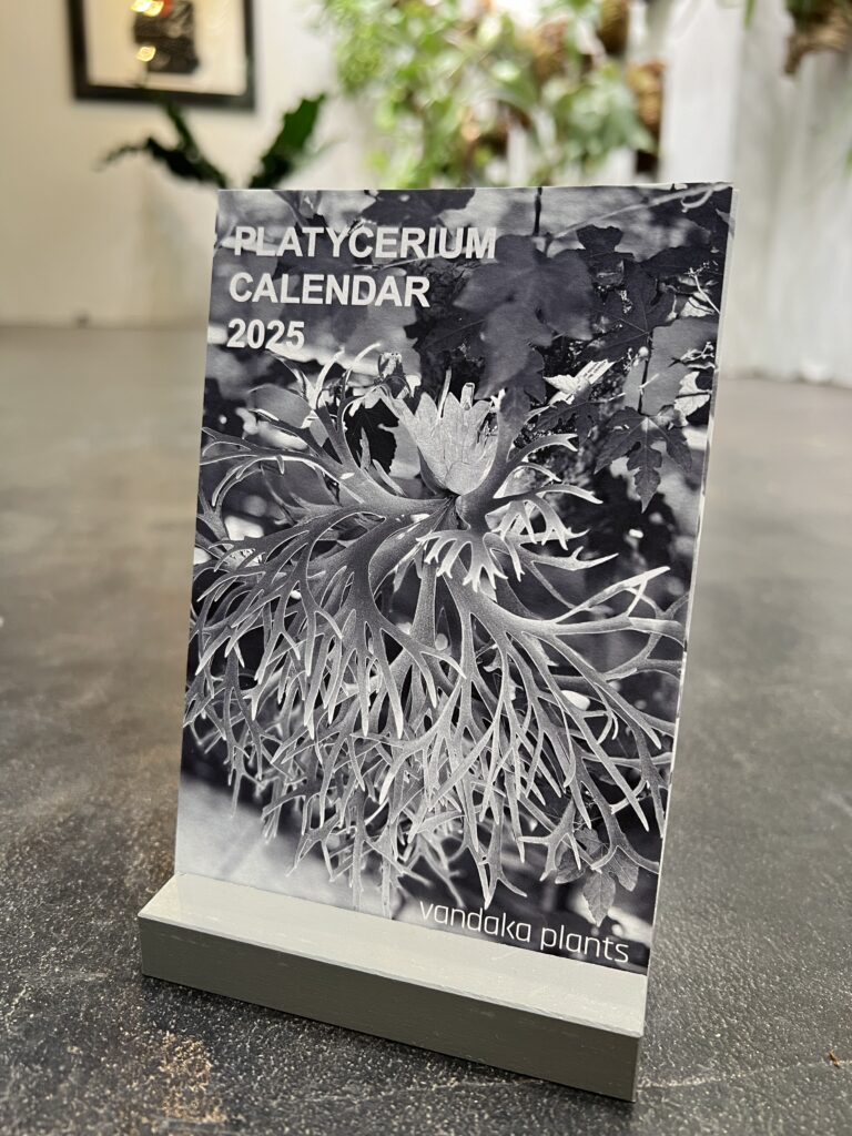 vandaka plants バンダカプランツ ビカクシダ platycerium 植物 カレンダー 2025 calendar botanical picture 卓上カレンダー