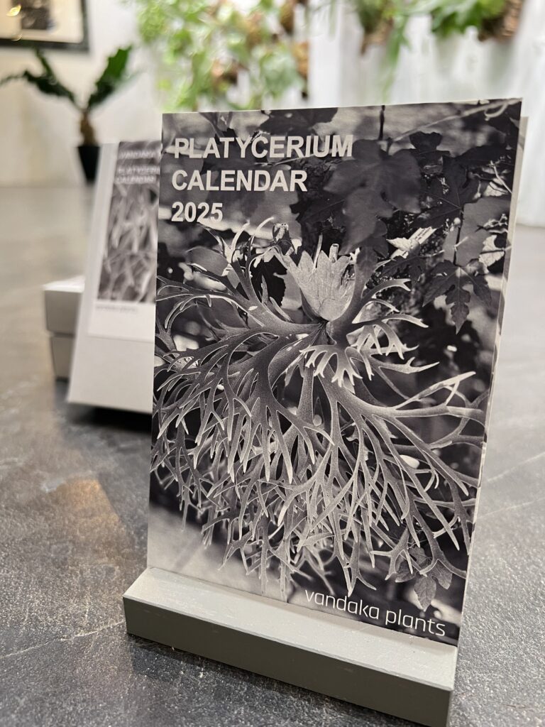 vandaka plants バンダカプランツ ビカクシダ platycerium 植物 カレンダー 2025 calendar botanical picture 卓上カレンダー moonlight vp willinckii ムーンライト ウィリンキー