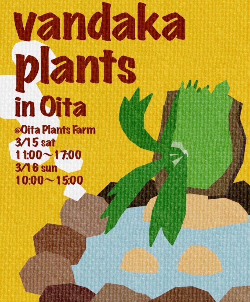 ビカクシダ vandaka plants バンダカ プランツ platycerium 大分プランツファーム 大分 九州 植物イベント 販売 コウモリラン アロイド 蘭 ビカク　oita plants farm