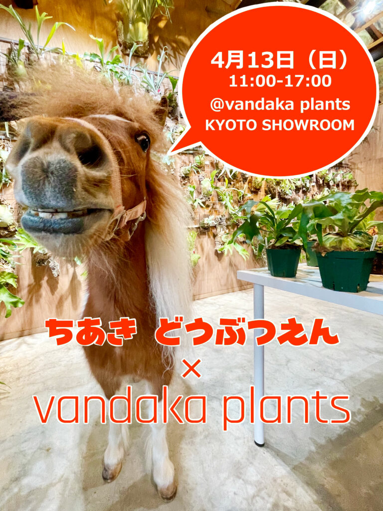 ビカクシダ 専門店 vandaka plants バンダカ プランツ platycerium KYOTO SHOWROOM 京都店 ショウルーム オープンデイ 営業日 ちあき動物園 どうぶつえん ミニチュアホース 移動動物園 aroid philodendron anthurium monstera アロイド フィロデンドロン アンスリウム モンステラ コルク 販売 コウモリラン